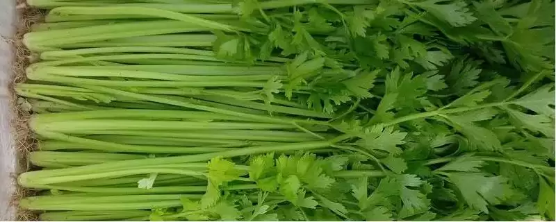 芹菜品种大揭秘:不同品种亩产量差异及特点-会东网