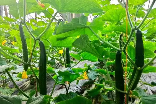 图片[4]-夏季适合种植蔬菜的种类和要点？夏季选种蔬菜需关注哪些品种？-会东网