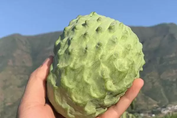 图片[3]-释迦果与番荔枝有什么区别？区分释迦果与番荔枝要关注哪些关键差异？-会东网