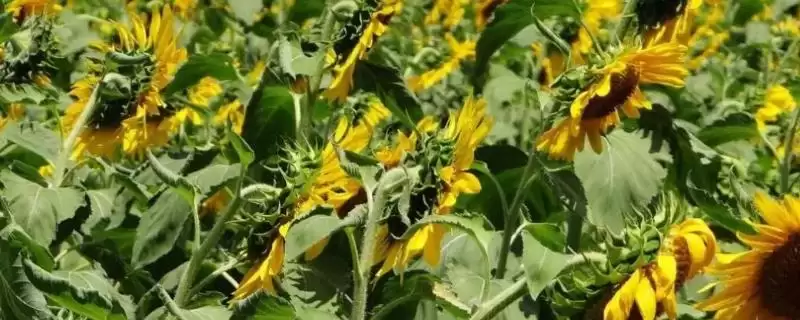 向日葵缺肥易出现问题的要点和解读？了解向日葵缺肥情况需关注什么？-会东网