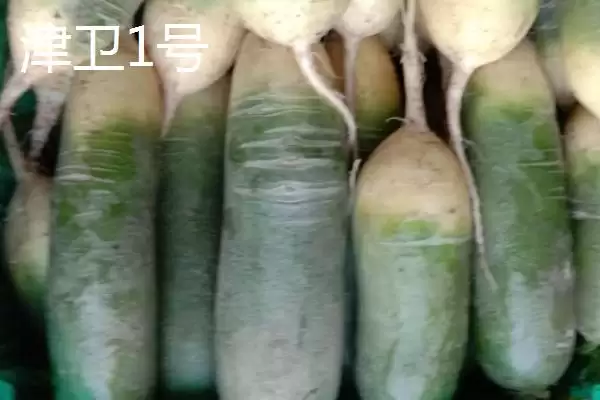 图片[4]-水果萝卜品种？认识水果萝卜品种要了解哪些关键的品种特性和分类？-会东网