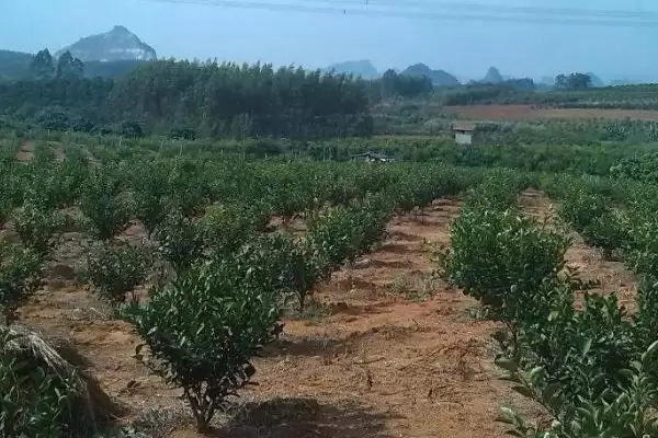 图片[2]-对沙糖桔施肥的方法和重点？对沙糖桔施肥要做好哪些细节？-会东网