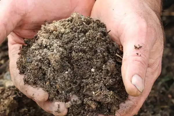 图片[2]-栽种多肉植物的方法和重点？栽种多肉植物要做好哪些细节？-会东网