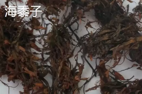 图片[4]-马尾藻的产地在哪里 ,马尾藻盛产于哪些沿海地区-会东网