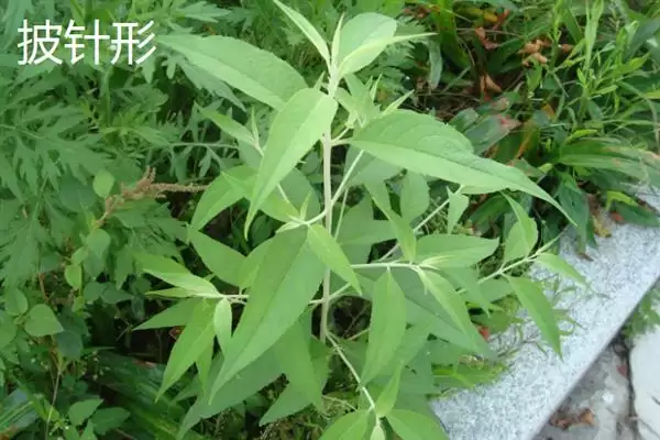 图片[11]-树叶颜色有哪些？认识树叶颜色要了解哪些常见的色素影响和变化规律？-会东网