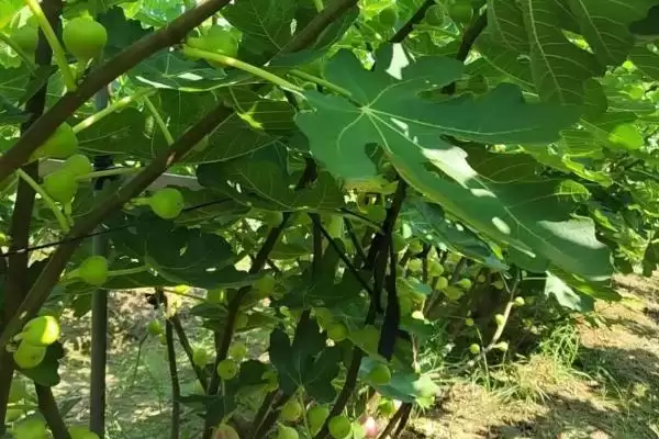 图片[3]-无花果繁殖的方法和要点？繁殖无花果需掌握哪些关键技术环节？-会东网