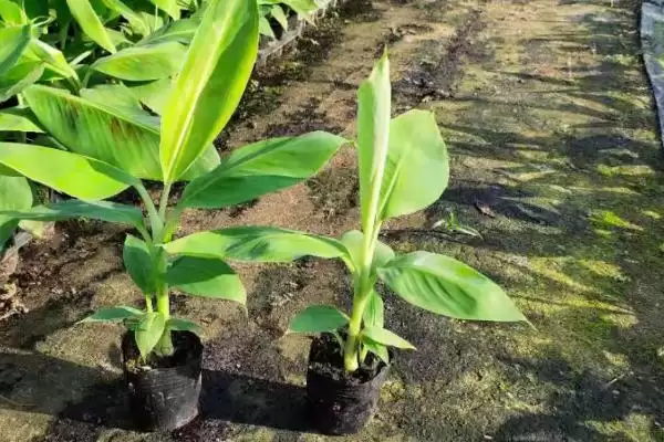 图片[3]-香蕉树种植的方法和要点？种植香蕉树要掌握哪些关键技术步骤？-会东网