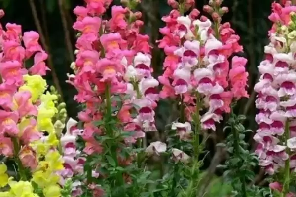 图片[5]-金鱼草的花语 ,金鱼草不同颜色花语有何区别-会东网