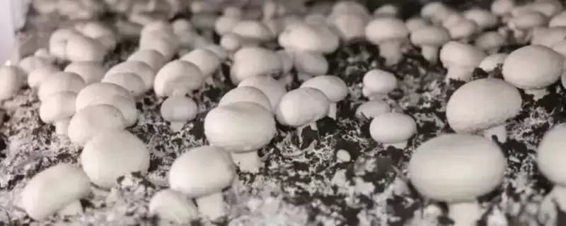 闲置农村房适合养殖的种类和要点？选择农村房养殖项目需关注哪些方面？-会东网