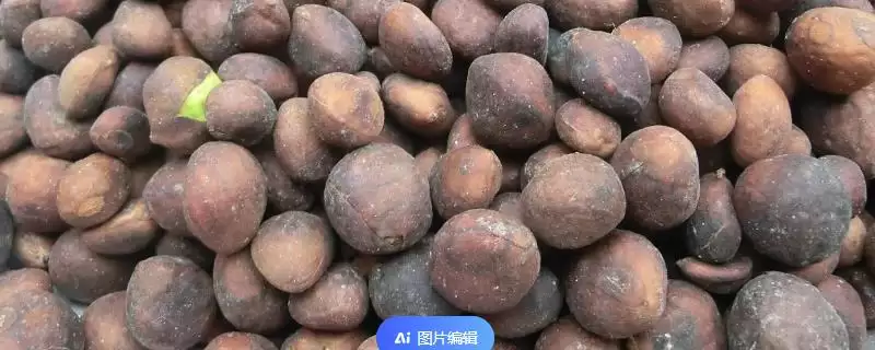 枇杷种子种植攻略：春季5-6月播种的操作要点-会东网