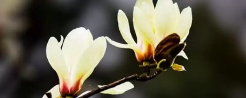 种植玉兰的方法和重点？种植玉兰要做好哪些细节？-会东网