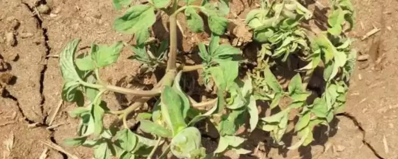 牡丹花叶片打卷的原因是什么呢,牡丹花根系受损会导致叶片卷曲变黄-会东网
