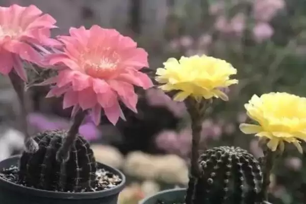图片[2]-如何才能使仙人球开花？养护仙人球促开花要做好哪些关键步骤？-会东网