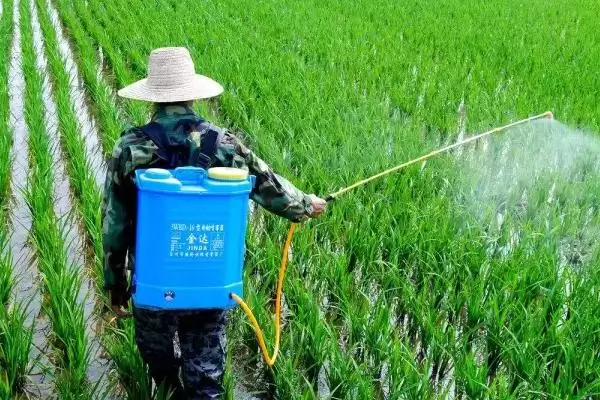 图片[3]-配叶面肥尿素水的方法和重点？配叶面肥尿素水要做好哪些细节？-会东网