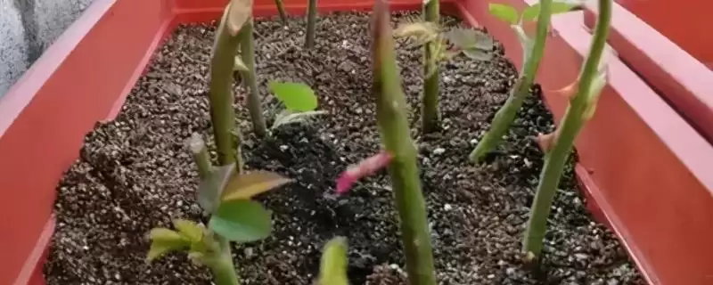 掌握月季花扦插方法的方法和重点？掌握月季花扦插方法要做好哪些细节？-会东网