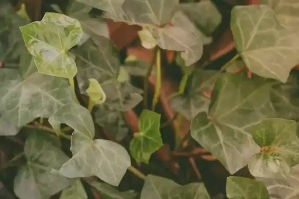 图片[4]-认识洋常春藤这种植物的方法和重点？认识洋常春藤这种植物要做好哪些细节？-会东网