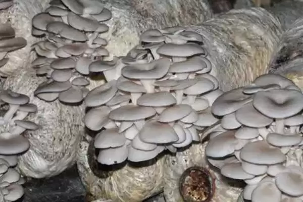 图片[4]-平菇种植方法全解：早晚喷水的重要步骤-会东网