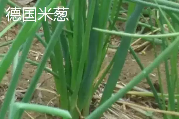 图片[4]-小葱产地的分布和要点？了解小葱产地需关注哪些关键信息？-会东网