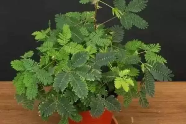 图片[4]-如何种植含羞草种子？种植含羞草种子要遵循哪些详细的种植步骤？-会东网