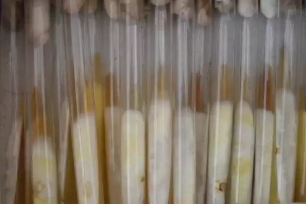 图片[8]-菌种的定义 ,菌种具体指的是什么微生物呢？-会东网