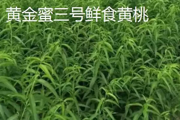 图片[14]-桃树苗品种优选：秋彤桃为何是国内最好的品种？-会东网