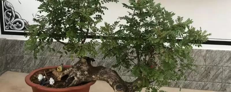 给清香木浇水的方法和重点？给清香木浇水要做好哪些细节？-会东网