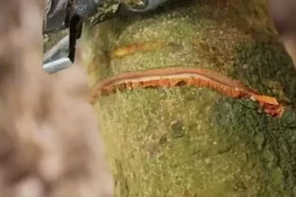 图片[4]-荔枝的高压繁殖技术 ,荔枝高压繁殖是怎样的育苗方式？-会东网