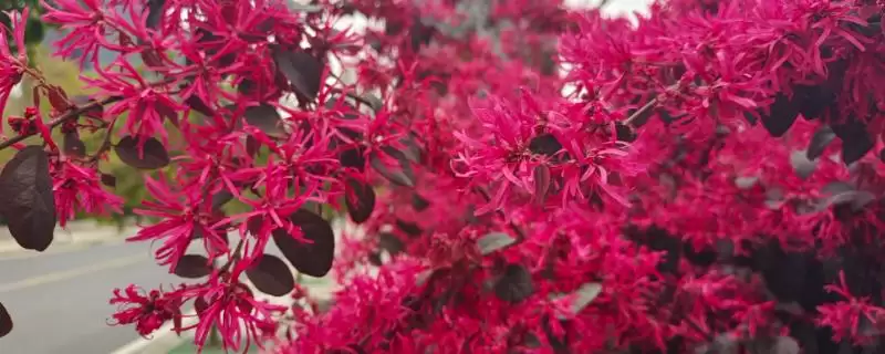 什么是红花檵木？认识红花檵木要了解哪些关键的植物形态和特性？-会东网
