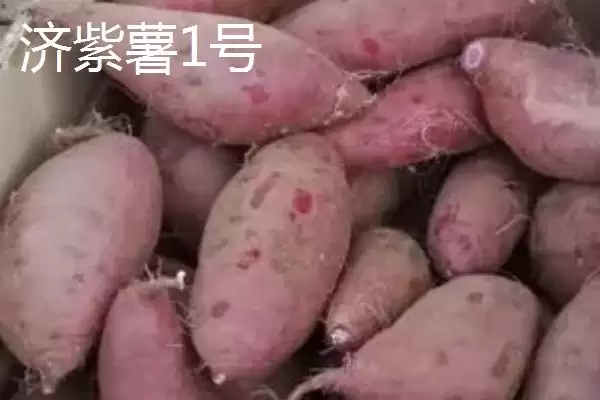 图片[2]-紫薯品种的种类和要点？了解紫薯品种需关注哪些关键信息？-会东网