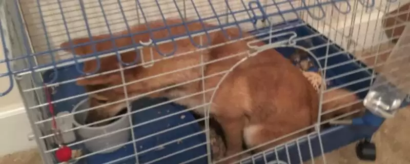 为什么要给狗狗笼内训练？了解狗狗笼内训练原因要知晓哪些狗狗行为和心理因素要点？-会东网