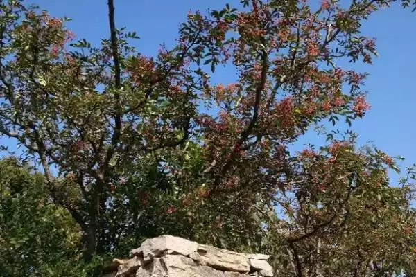图片[2]-确定在庭院中用花椒树做围墙间距的方法和重点？确定在庭院中用花椒树做围墙间距要做好哪些细节？-会东网