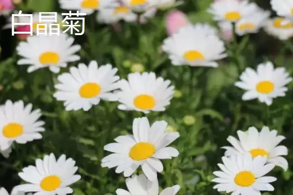 图片[7]-挑选品质好的小菊系菊花种子的方法和重点？挑选品质好的小菊系菊花种子要做好哪些细节？-会东网