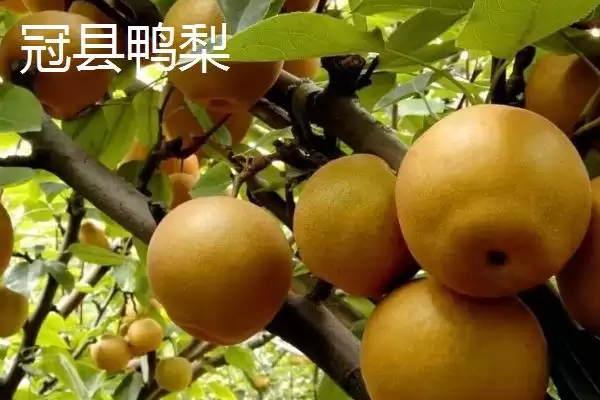 图片[7]-探寻鸭梨产地的方法和重点？探寻鸭梨产地要做好哪些细节？(2)-会东网