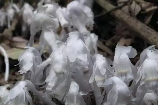 图片[3]-水晶兰的花语？了解水晶兰花语要探究哪些文化象征和寓意内涵？-会东网