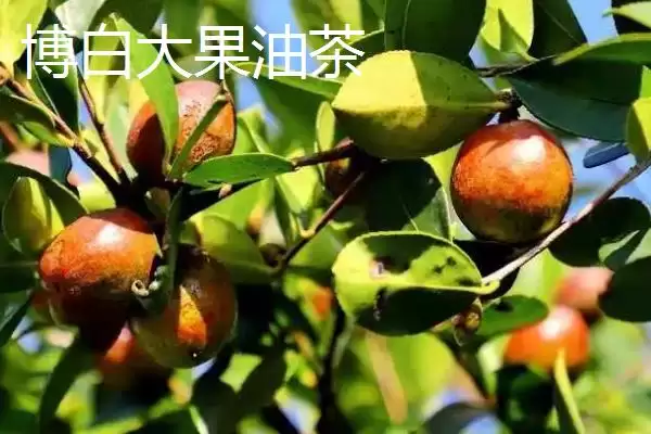 图片[7]-了解油茶苗价格的方法和重点？了解油茶苗价格要做好哪些细节？-会东网