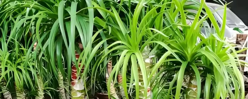 龙血树的浇水方法要点 ,龙血树不同季节怎么浇水呢？-会东网
