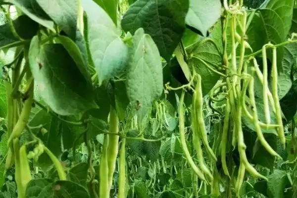 图片[2]-山东芸豆的种植方法？种植山东芸豆要遵循哪些科学的种植流程？-会东网