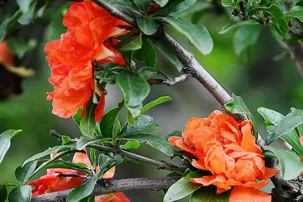 图片[3]-花卉界的“硬汉”：五彩石竹、观花石榴耐热又耐寒的秘密-会东网