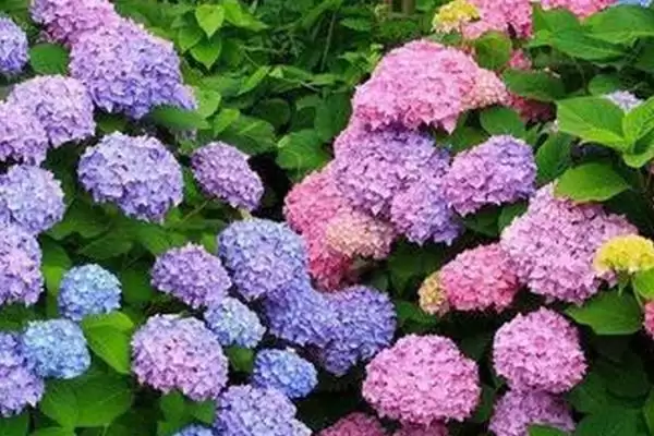 图片[4]-确定绣球花换盆月份的方法和重点？确定绣球花换盆月份要做好哪些细节？-会东网
