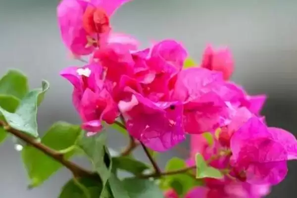 图片[4]-三角梅不开花的解决办法？养护三角梅应对不开花要采取哪些措施？-会东网