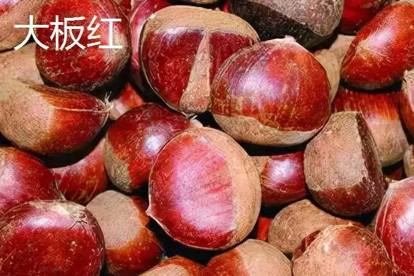 图片[2]-甜味板栗有哪些品种？认识甜味板栗品种要了解哪些关键的品种分类和特性？-会东网