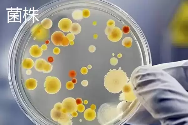 图片[3]-菌种的定义 ,菌种具体指的是什么微生物呢？-会东网