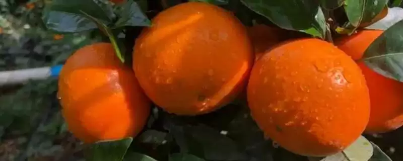沃柑与柑橘有什么区别？区分沃柑与柑橘要关注哪些关键的品种特性和形态差异？-会东网
