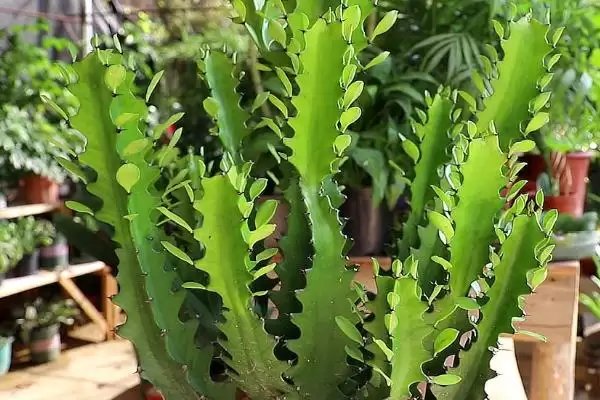 图片[4]-龙骨花叶子发黄的原因 ,浇水施肥过量如何致叶发黄？-会东网