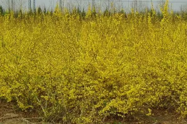 图片[3]-连翘的种植土壤选择 ,连翘种植为何用砂质土为佳？-会东网