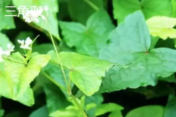 图片[16]-树叶颜色有哪些？认识树叶颜色要了解哪些常见的色素影响和变化规律？-会东网