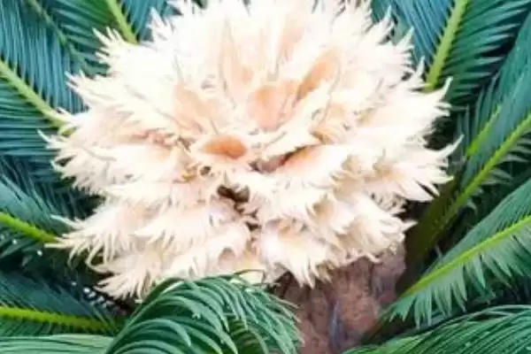 图片[2]-铁树开花是吉兆还是凶兆？探讨铁树开花寓意要分析哪些文化和心理因素？-会东网