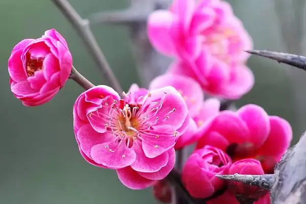 图片[3]-什么是梅花？认识梅花要了解哪些关键的花卉形态和文化寓意？-会东网