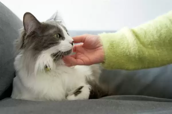 图片[11]-让猫咪变得粘人的方法？培养猫咪粘人习性要掌握哪些有效的互动和饲养方法？-会东网