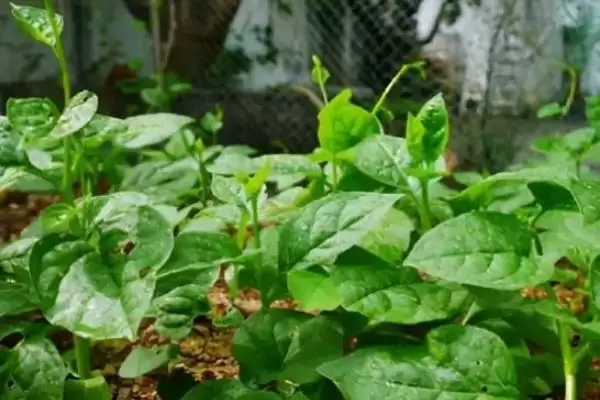 图片[2]-木耳菜怎么种植才能实现高产呢,木耳菜种在光照好的地块利于实现高产-会东网